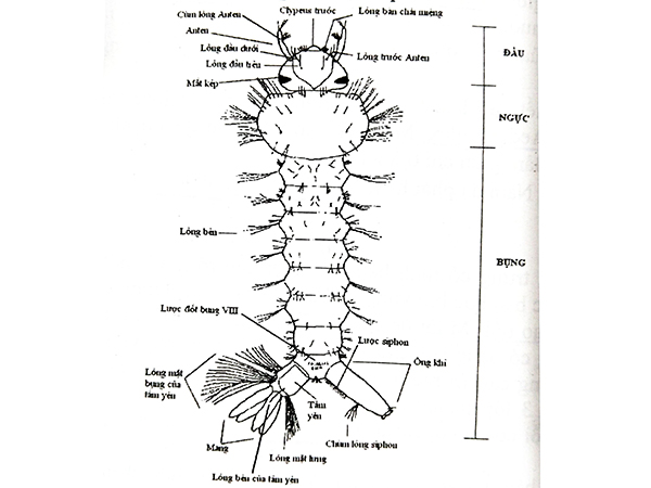 Bọ gậy Aedes