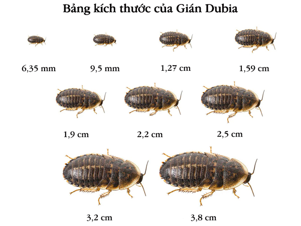 Gián Dubia