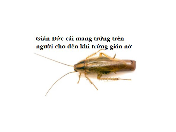 Cách diệt gián nhỏ trong nhà