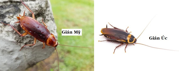 Gián Mỹ - Gián Úc