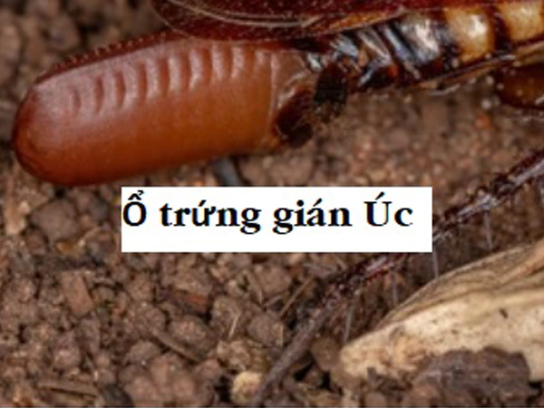 Ổ trứng gián