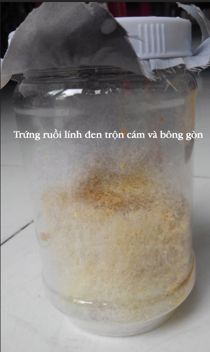 Trung ruoi linh den tron cam