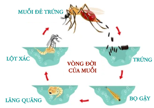 Vòng đời của muỗi