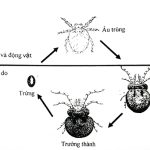 Chu kỳ phát triển của loài Mò