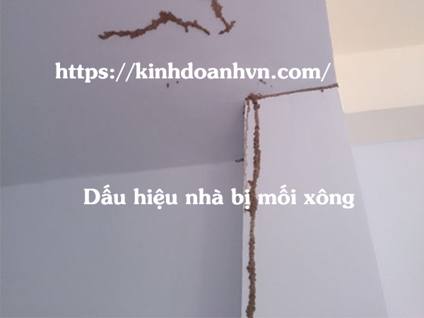 Dấu hiệu nhận biết nhà bị mối