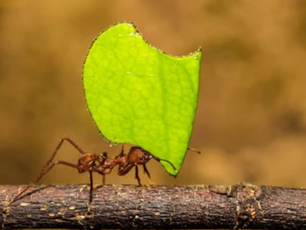 Kiến cắt lá 