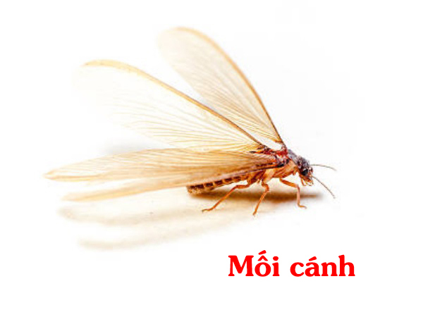 Moi canh 1