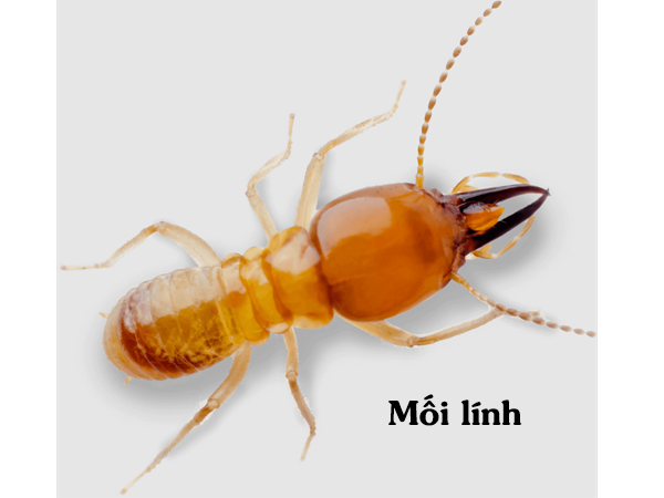 Mối lính