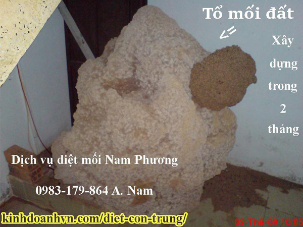 Tổ mối đất được phát hiện trong nhà