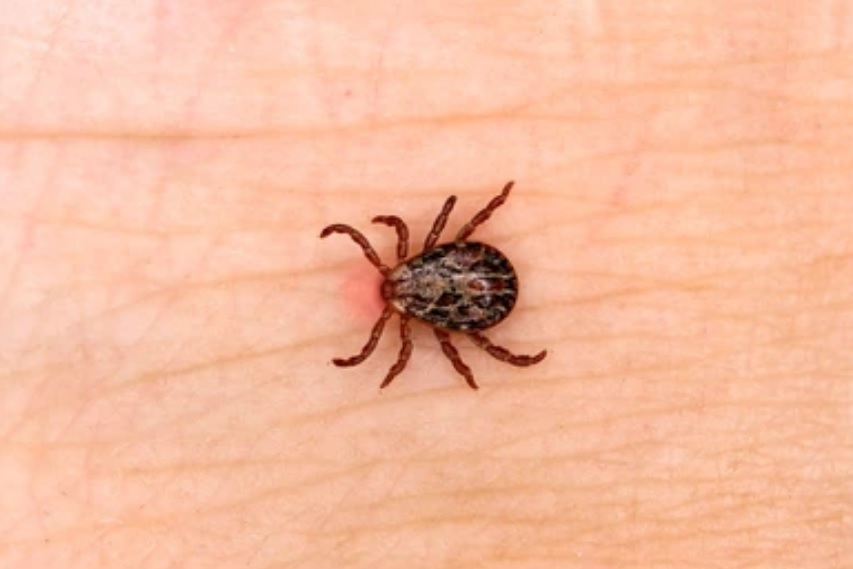 Ve cứng Ixodidae