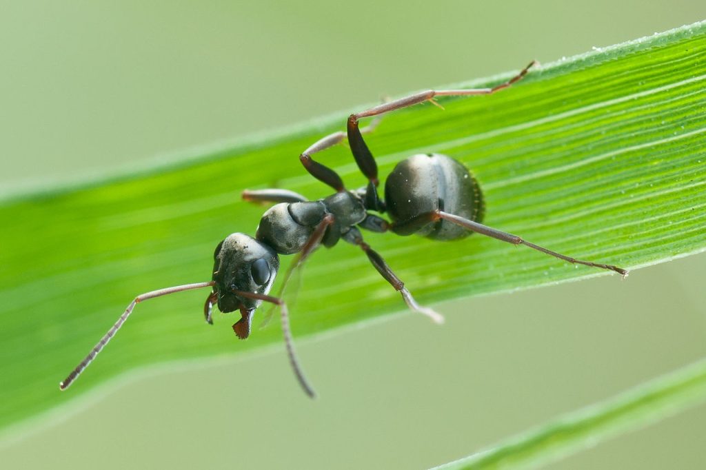 Loài kiến gai đen