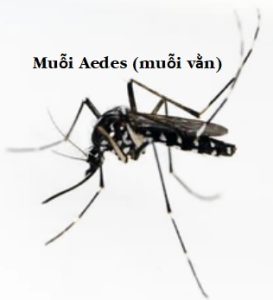 Aedes 1