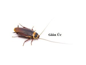 Gian Uc 1