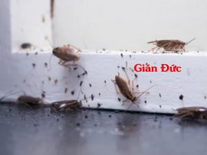 Gian Duc 1