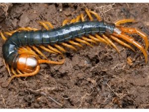 con Ret scolopendra subspinipes